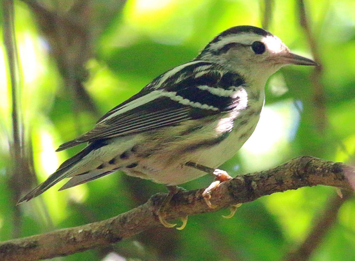 Black-and-white Warbler - ML621224222