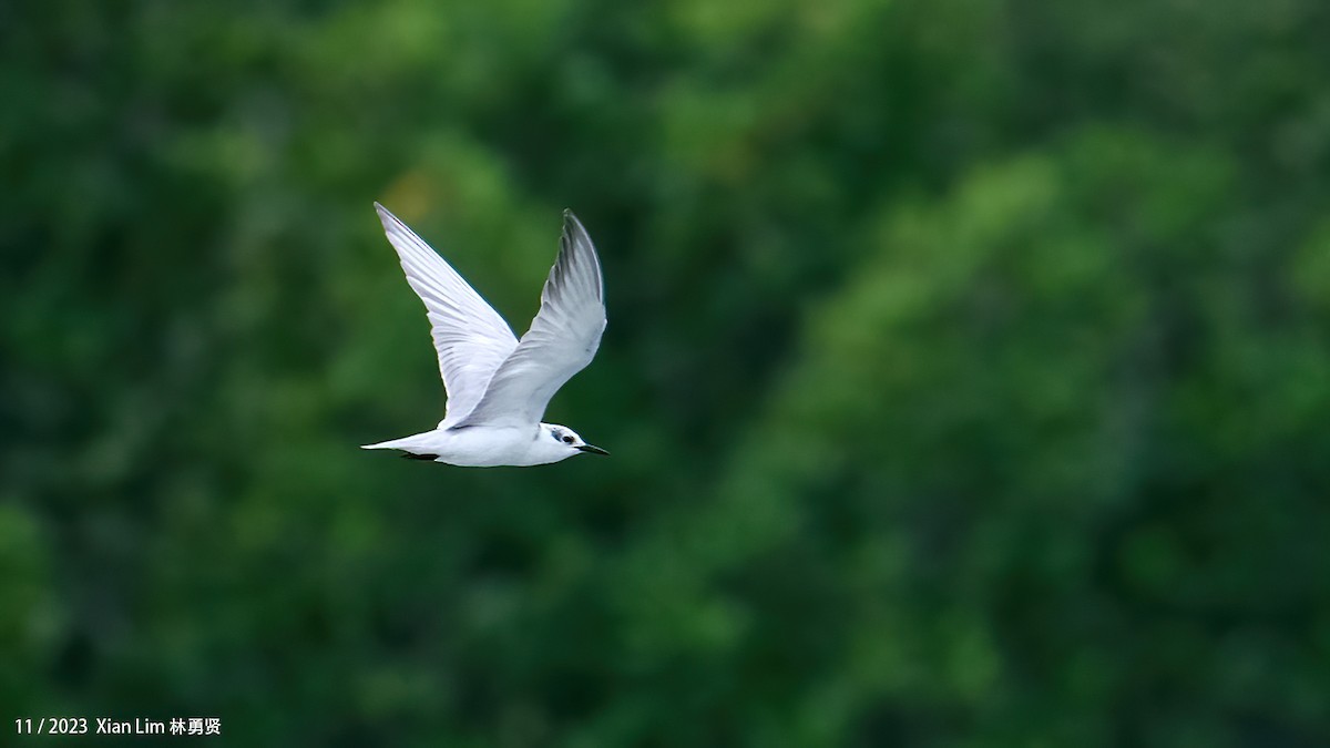 White-winged Tern - ML621224235
