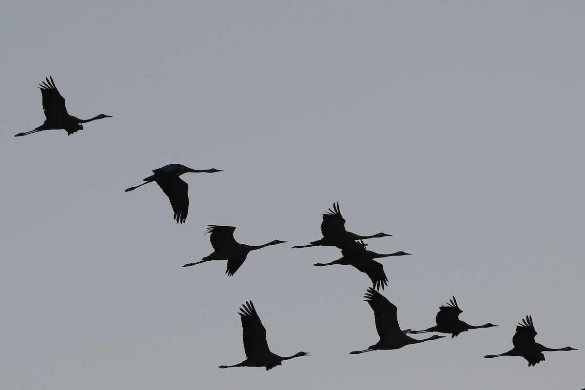 Common Crane - Ted Keyel