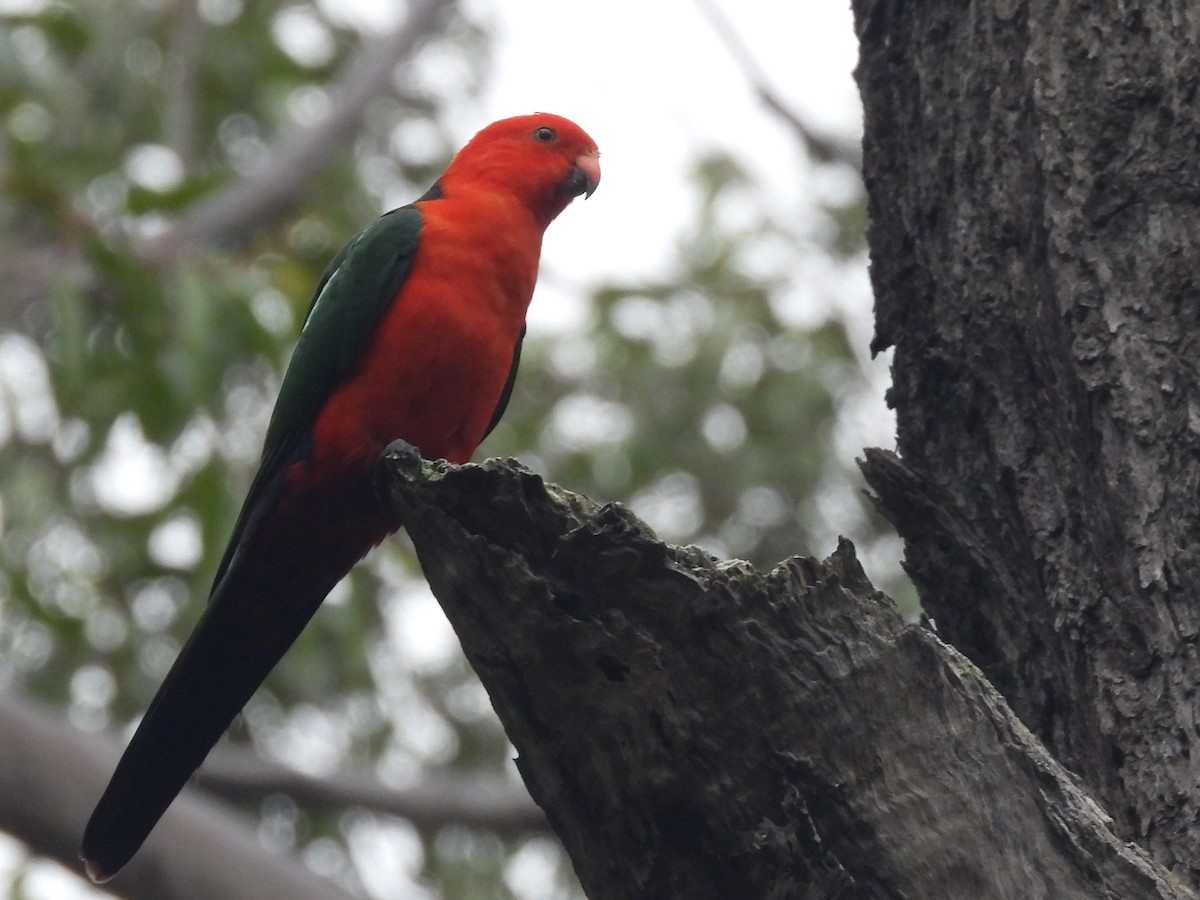 Australian King-Parrot - ML621224292