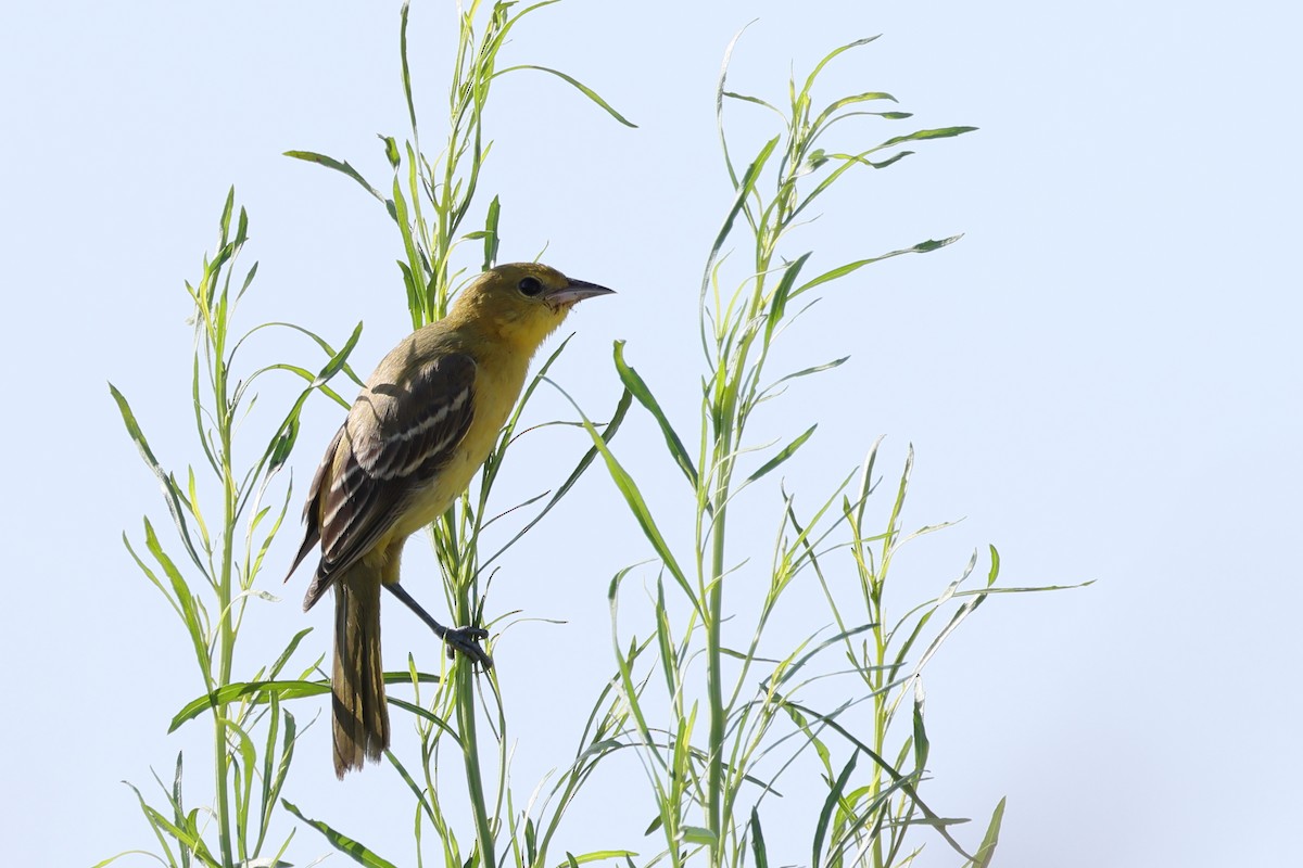 Orchard Oriole - ML621224319