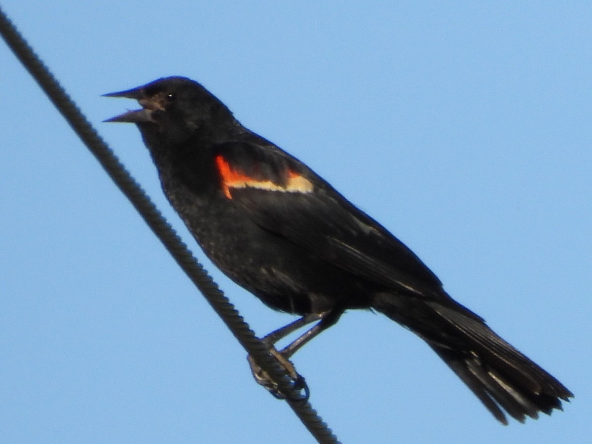 Red-winged Blackbird - ML621224324