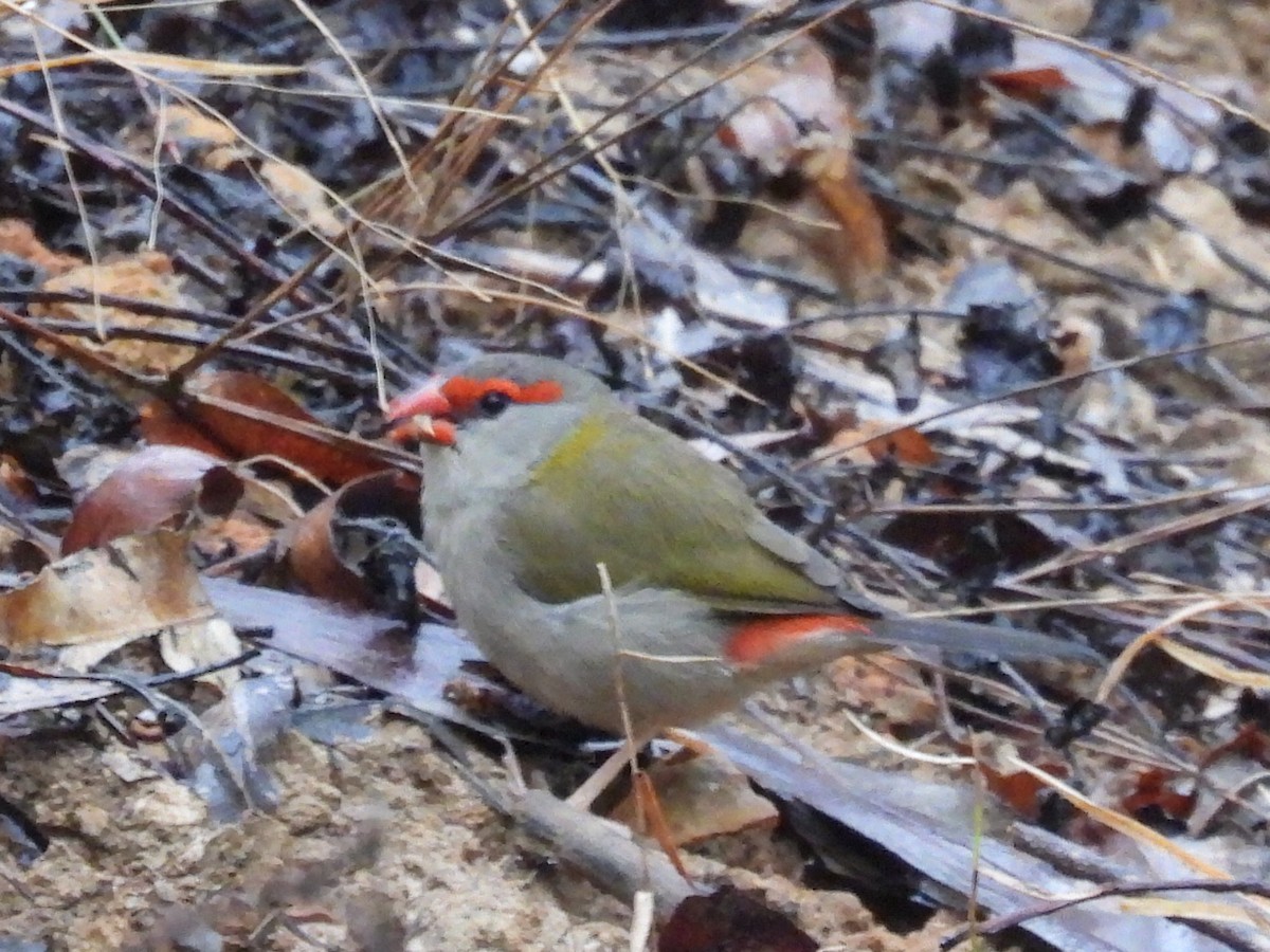 Red-browed Firetail - ML621224326