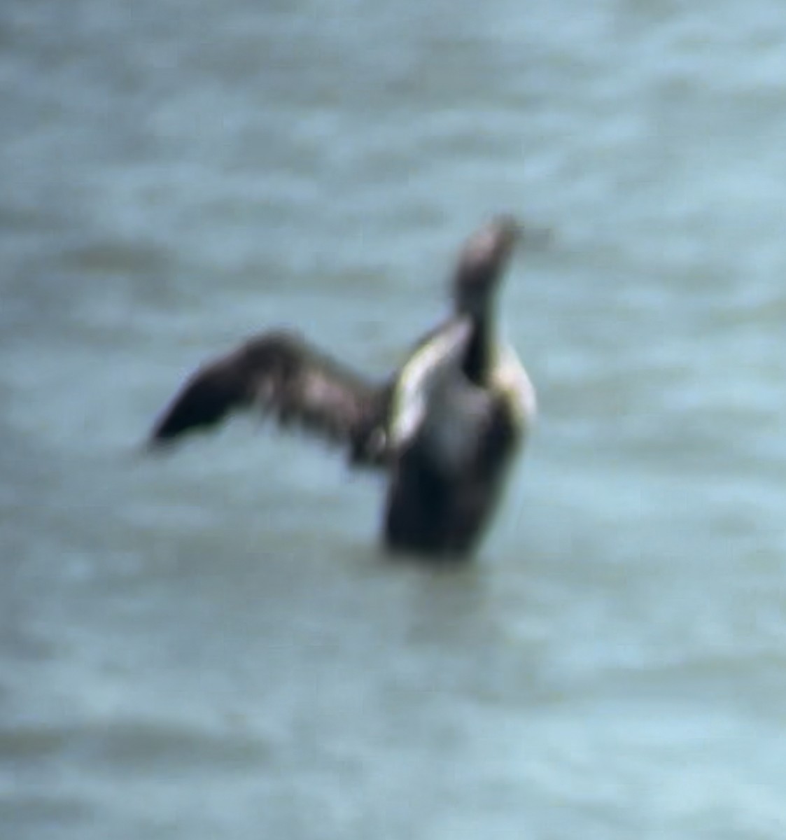 Common Loon - ML621224333