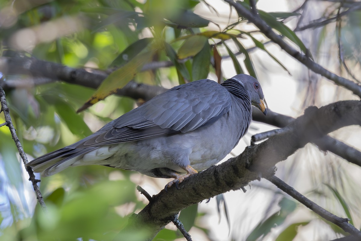 Band-tailed Pigeon - ML621224337