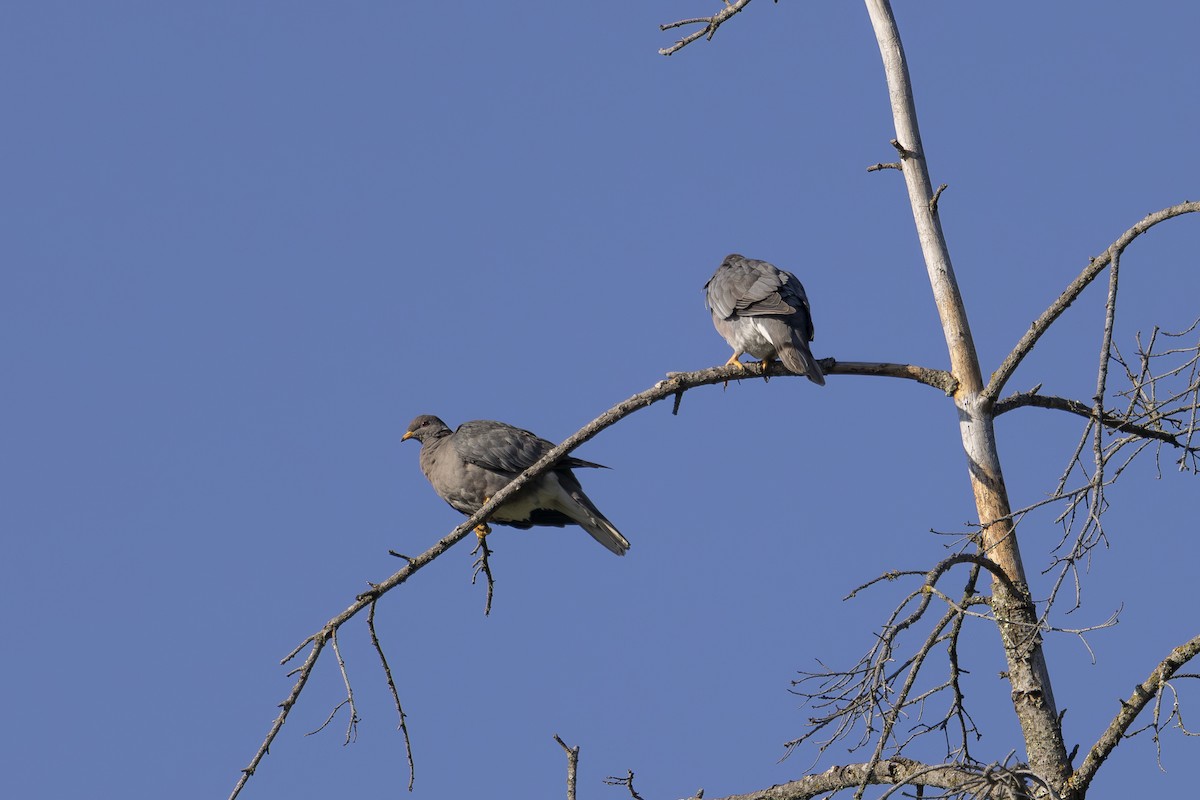 Band-tailed Pigeon - ML621224338