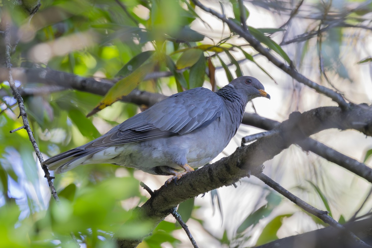 Band-tailed Pigeon - ML621224339