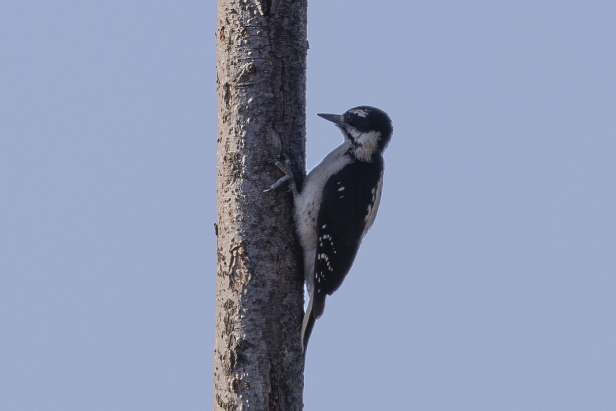 Hairy Woodpecker - ML621224344