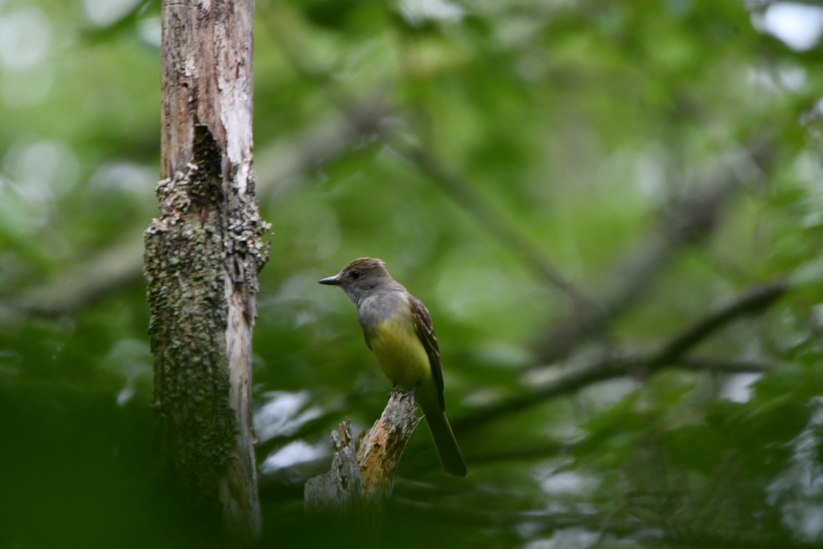 Great Crested Flycatcher - ML621224345