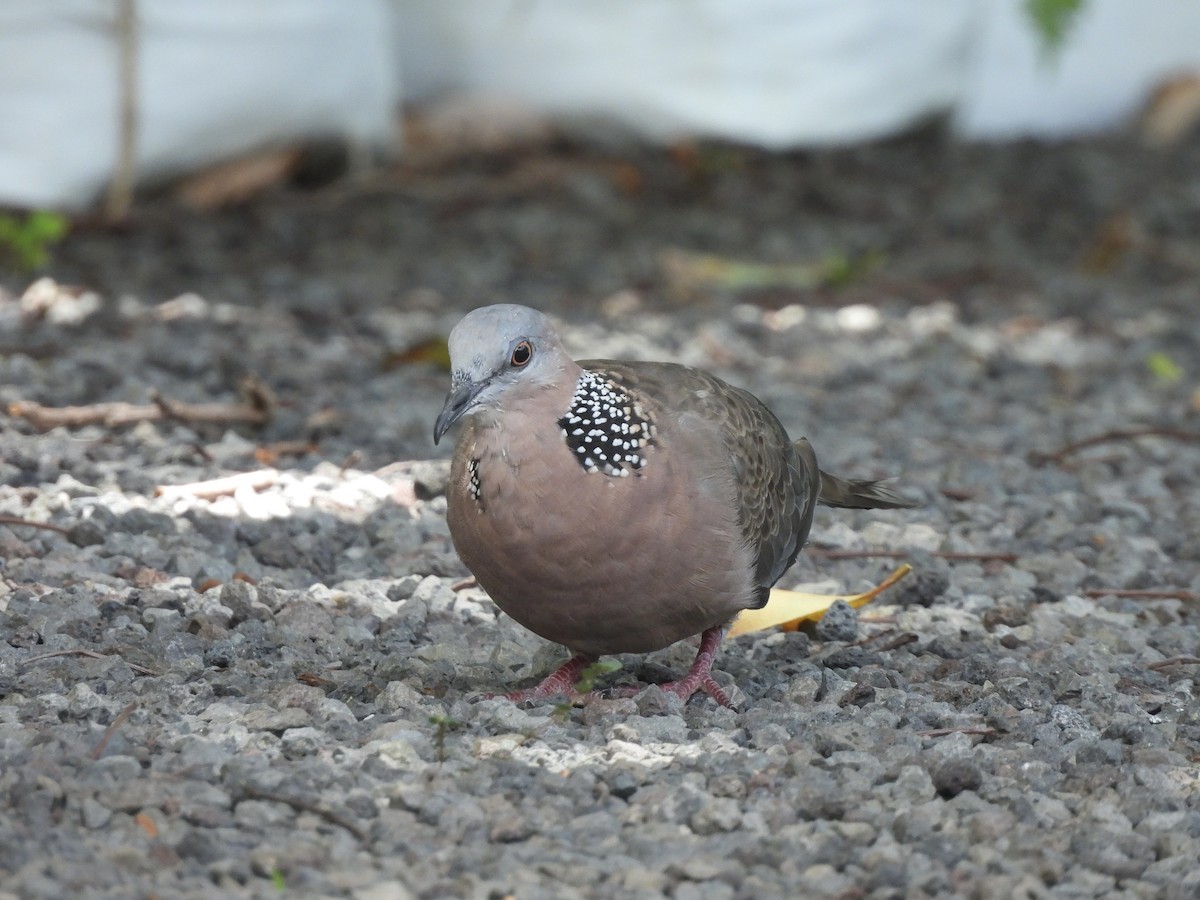 Spotted Dove - ML621224356