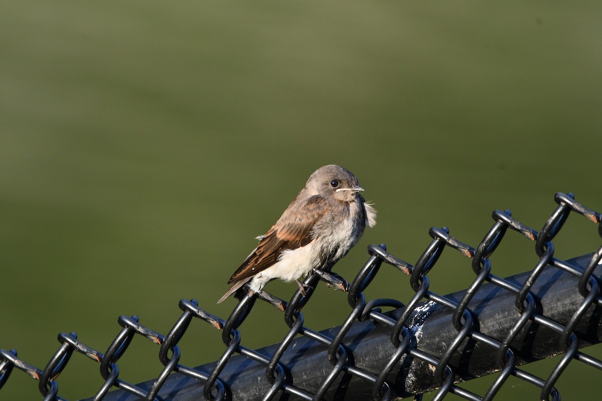 Northern Rough-winged Swallow - ML621224357
