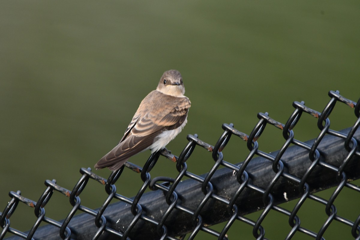 Northern Rough-winged Swallow - ML621224361