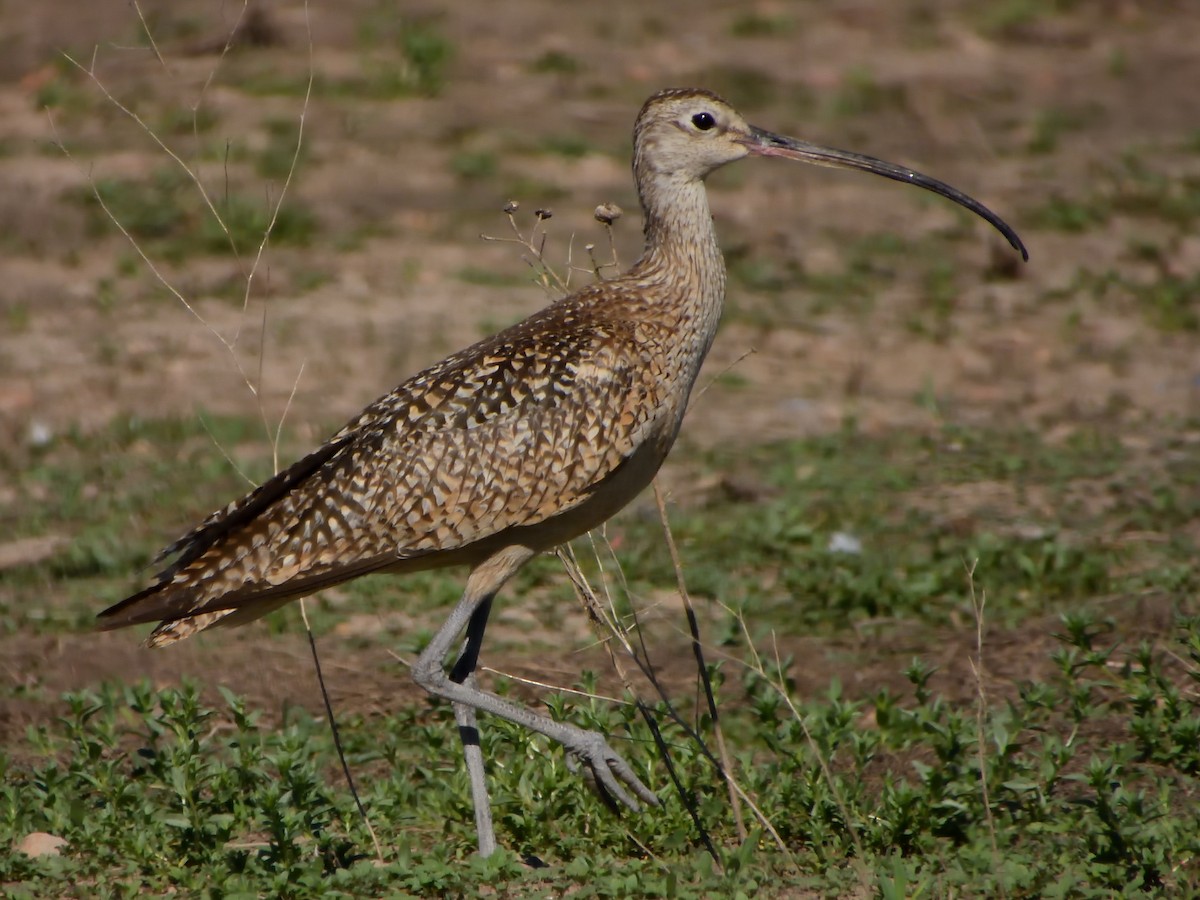 Long-billed Curlew - ML621224362