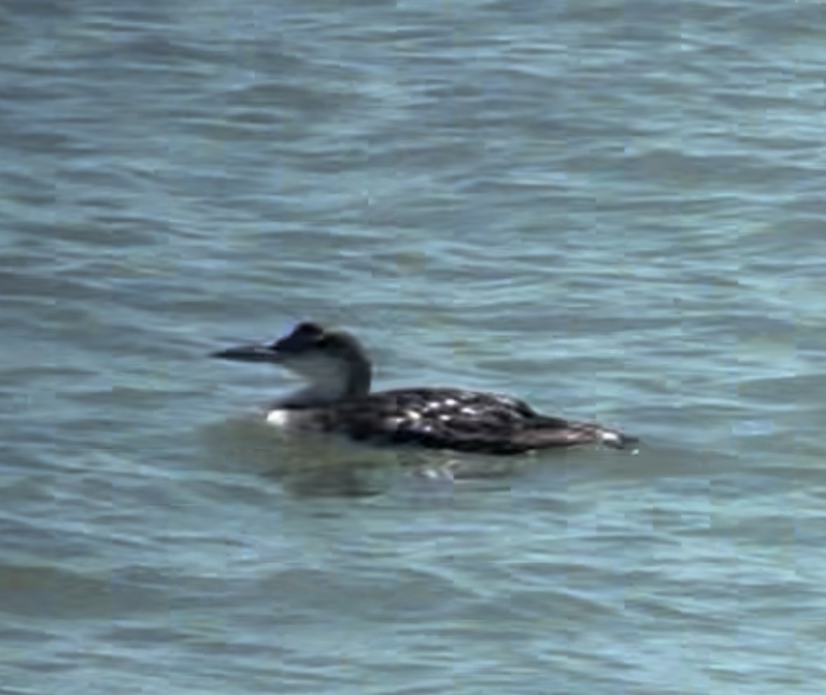 Common Loon - ML621224364