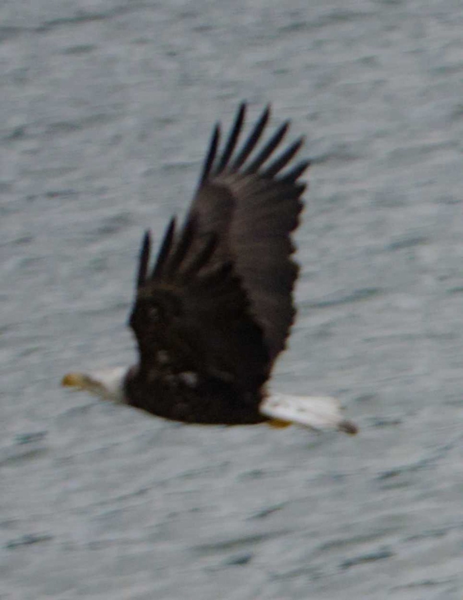 Bald Eagle - ML621224400