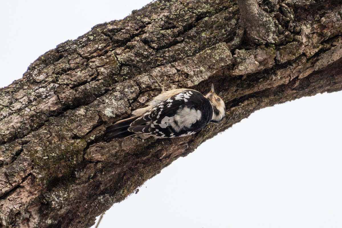 Gray-capped Pygmy Woodpecker - ML621224408