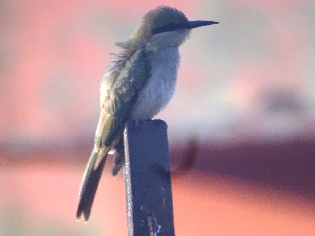 Asian Green Bee-eater - ML62122441