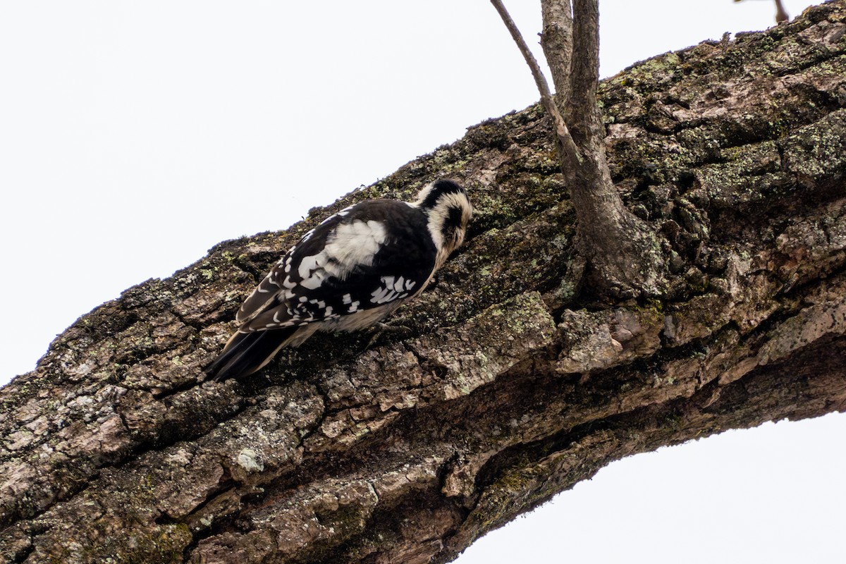 Gray-capped Pygmy Woodpecker - ML621224410