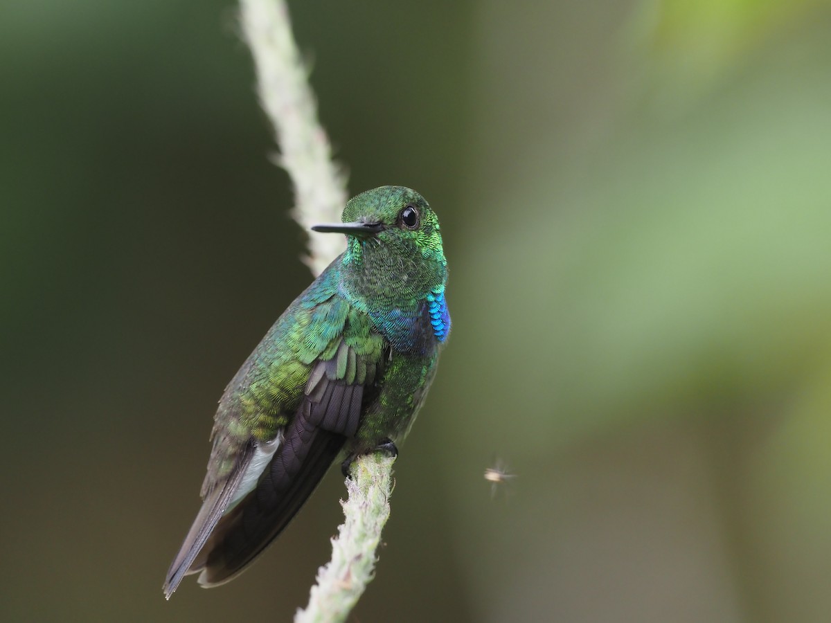 kolibřík západokolumbijský - ML621224412