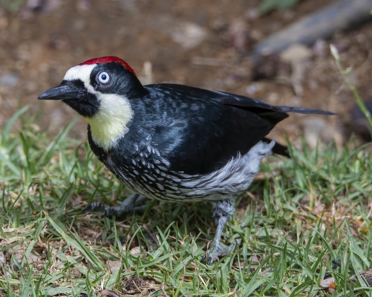 Acorn Woodpecker - ML621224415