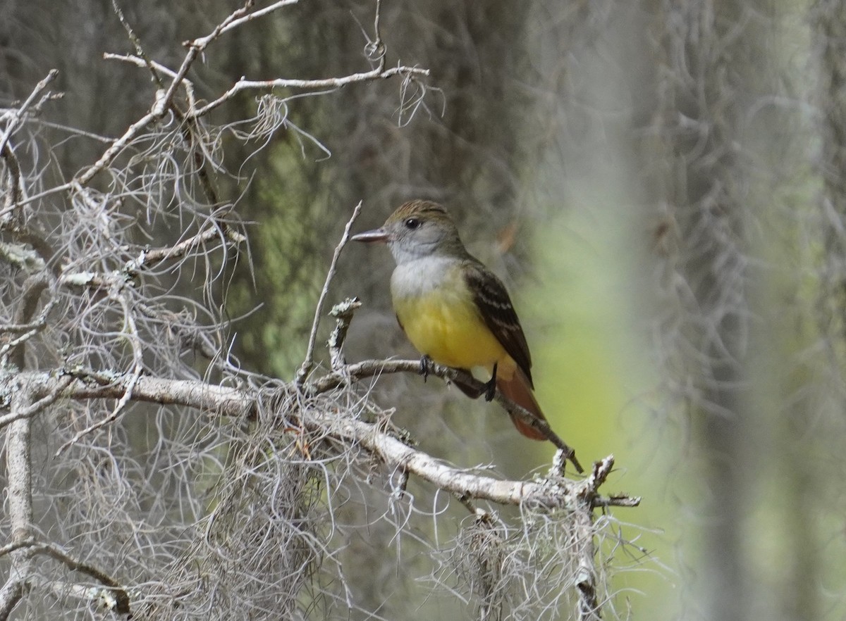 Great Crested Flycatcher - ML621224416