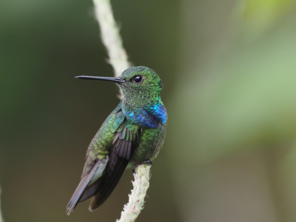 kolibřík západokolumbijský - ML621224421