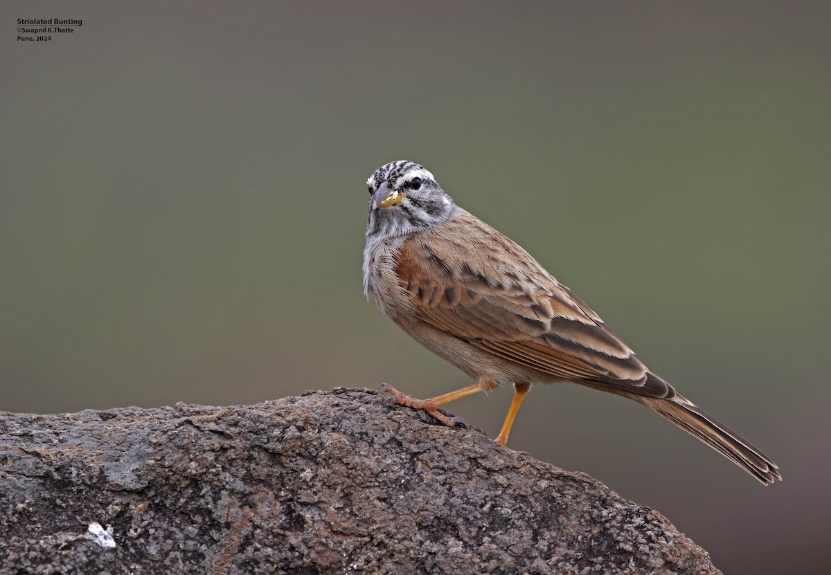 Striolated Bunting - ML621224439