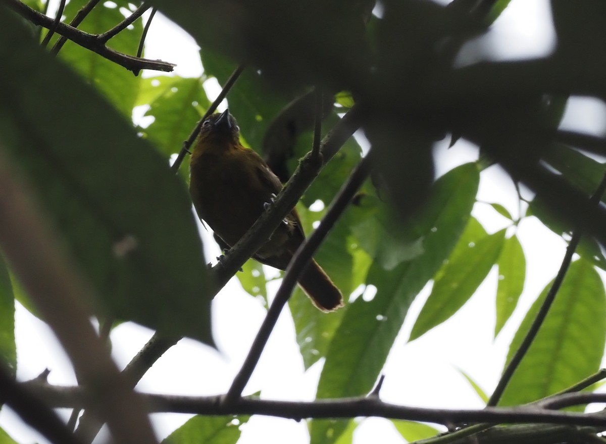 Yellow-green Tanager - ML621224442