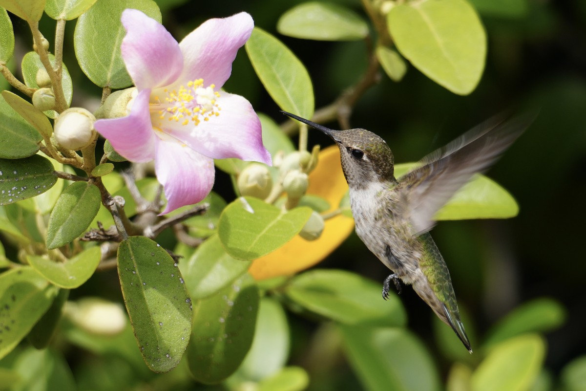 Anna's Hummingbird - Teresa Yu