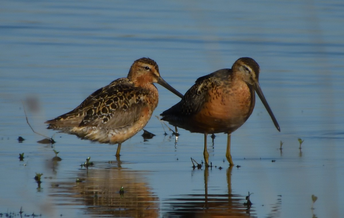Long-billed Dowitcher - ML621224444