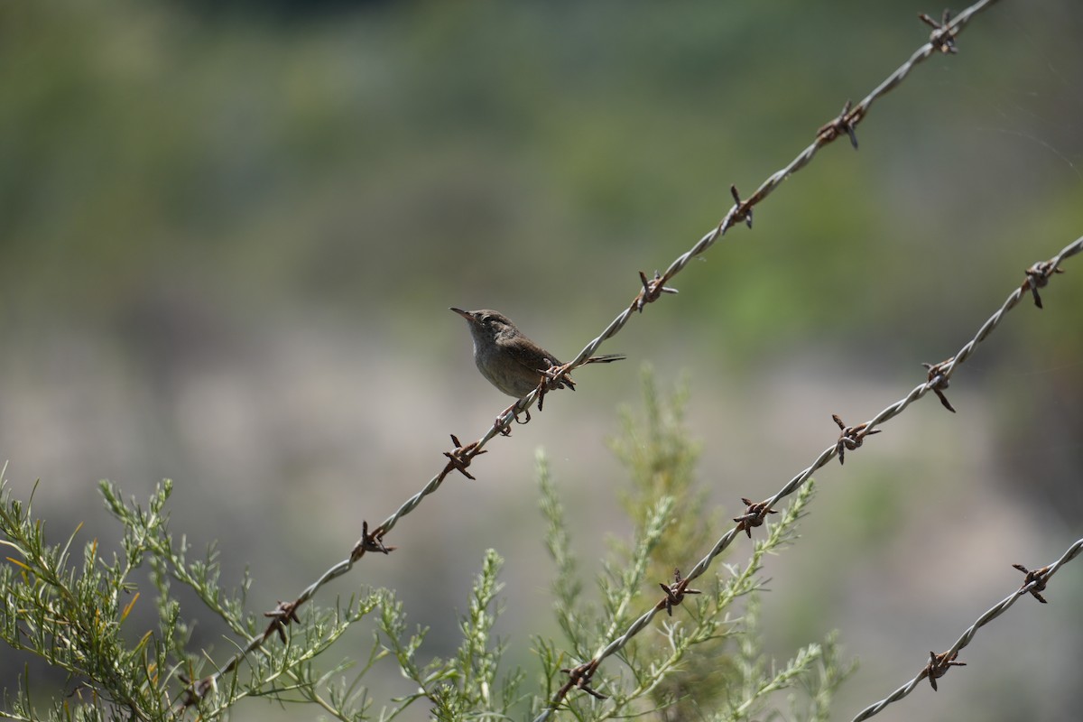Northern House Wren - ML621224459