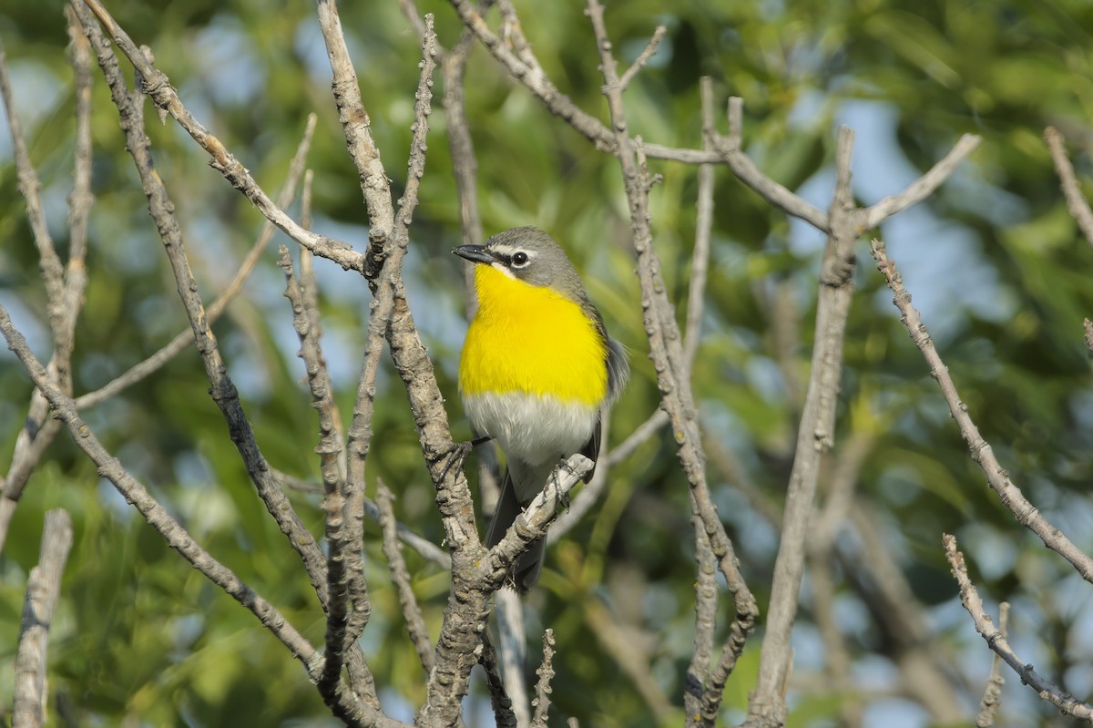 Yellow-breasted Chat - ML621224468