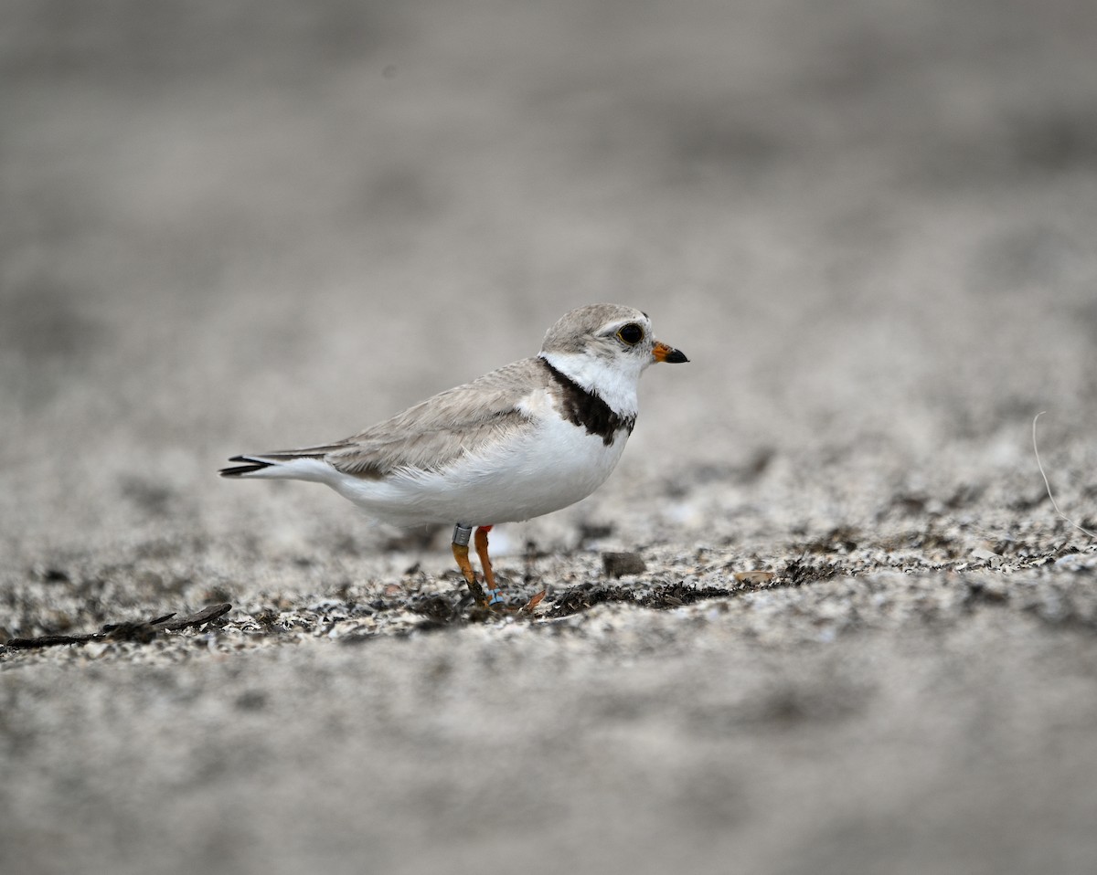 Piping Plover - ML621224475