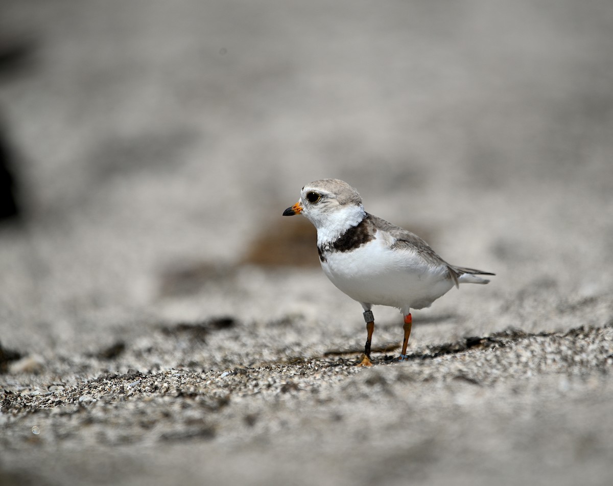 Piping Plover - ML621224477