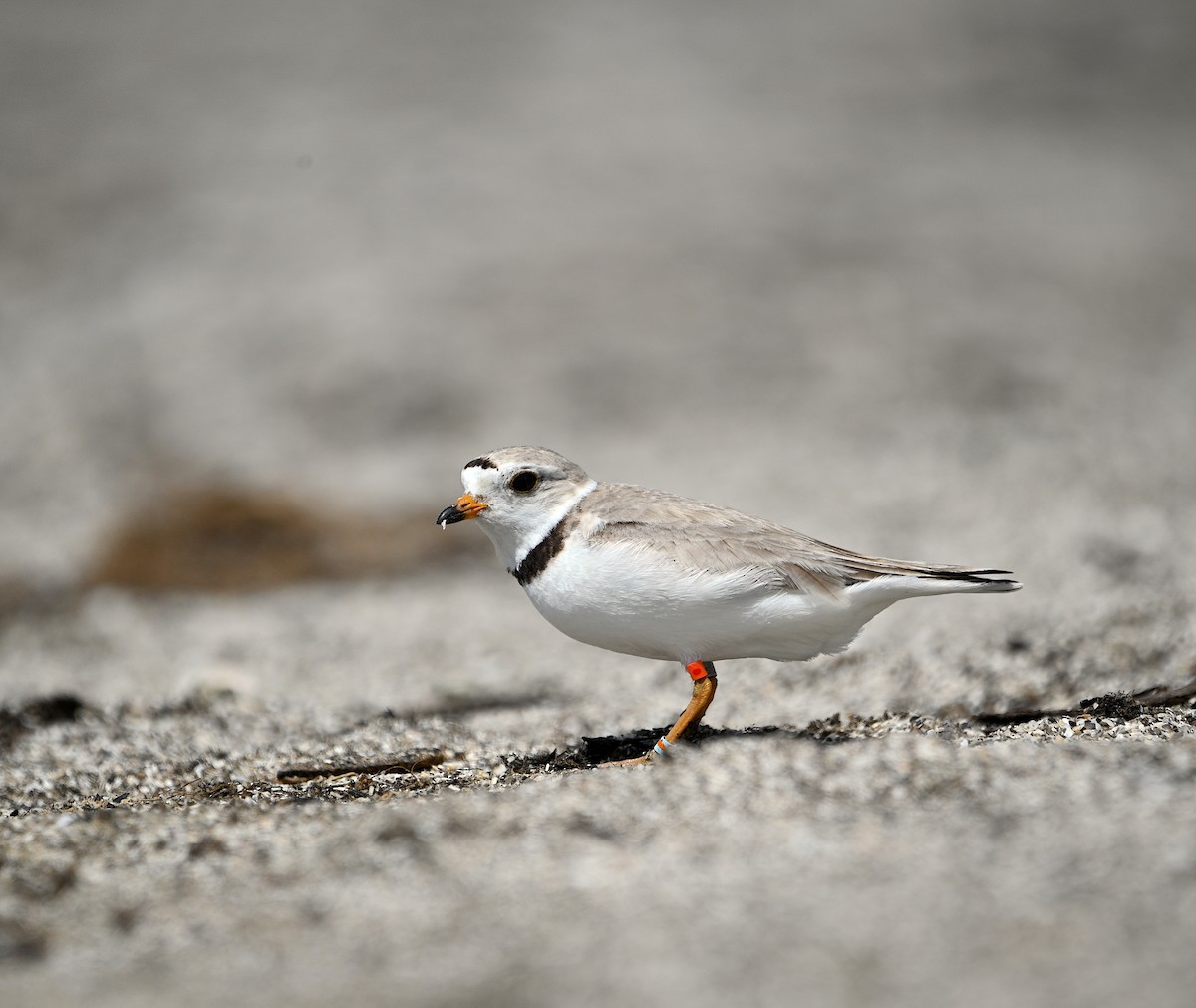 Piping Plover - ML621224478