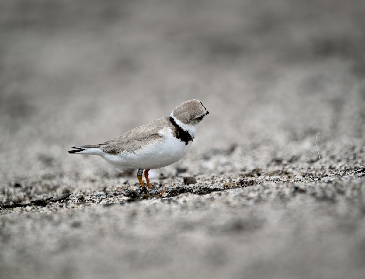 Piping Plover - ML621224479