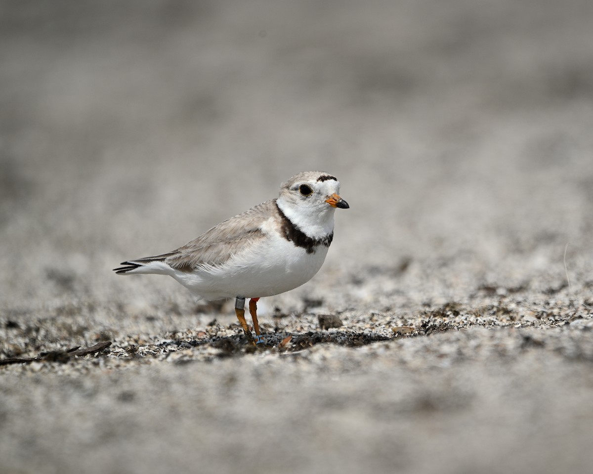Piping Plover - ML621224480