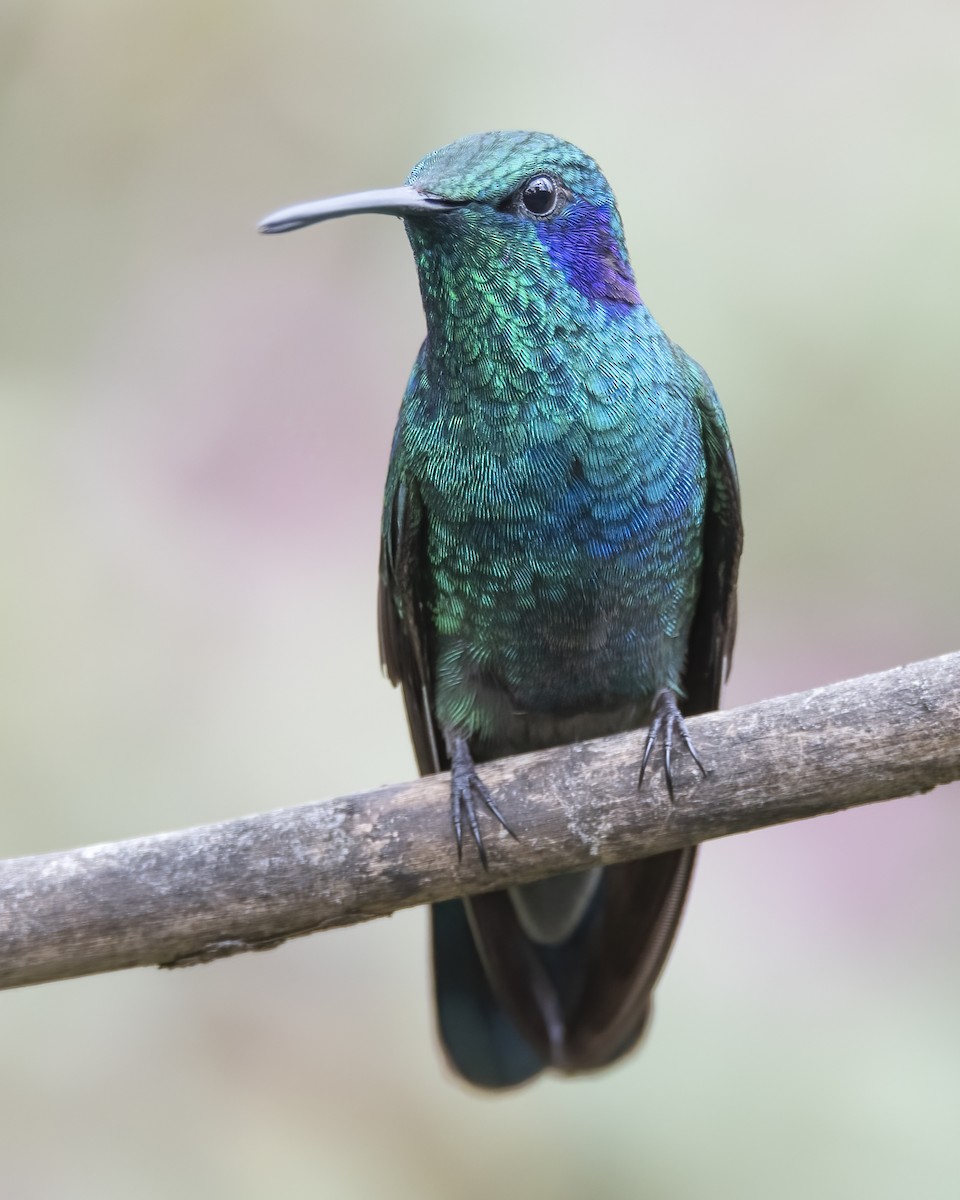 kolibřík modrouchý - ML621224485
