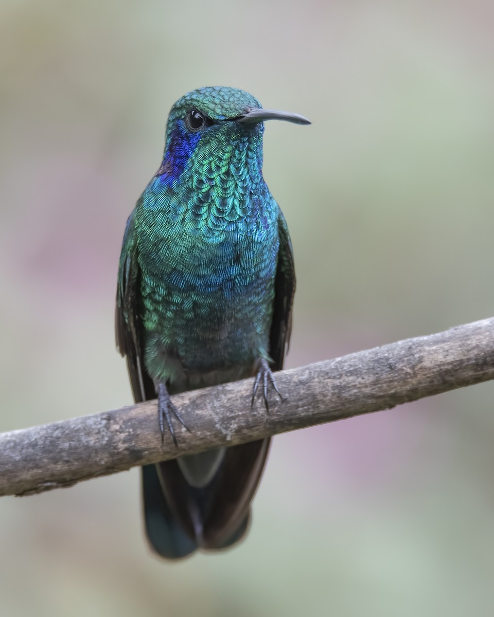 kolibřík modrouchý - ML621224507