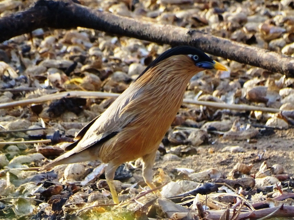 Brahminy Starling - ML62122451