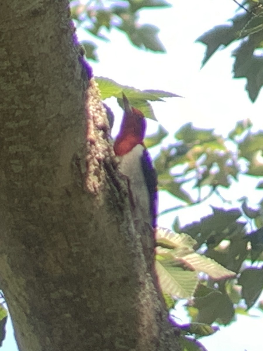 Red-headed Woodpecker - ML621224512