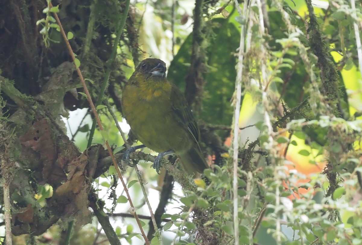 Yellow-green Tanager - ML621224515