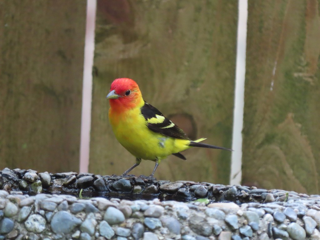 Western Tanager - ML621224527