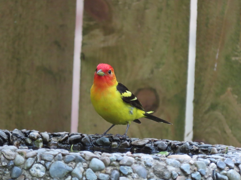 Western Tanager - ML621224529