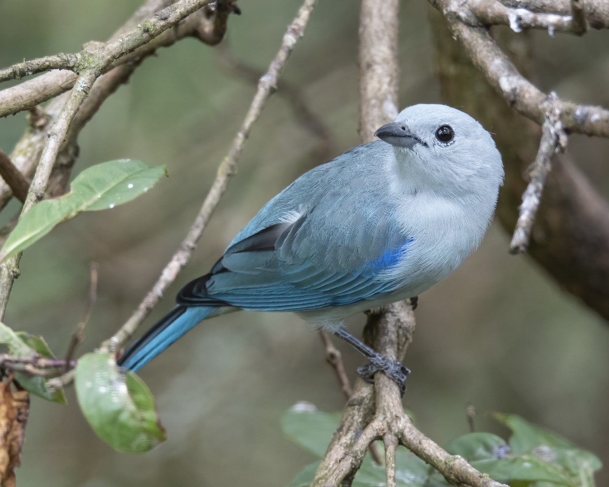Blue-gray Tanager - ML621224532