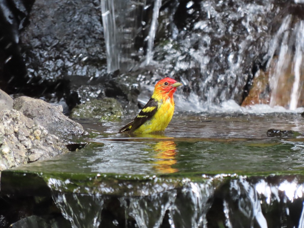 Western Tanager - ML621224534