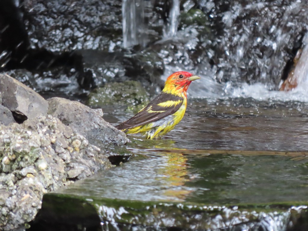 Western Tanager - ML621224535