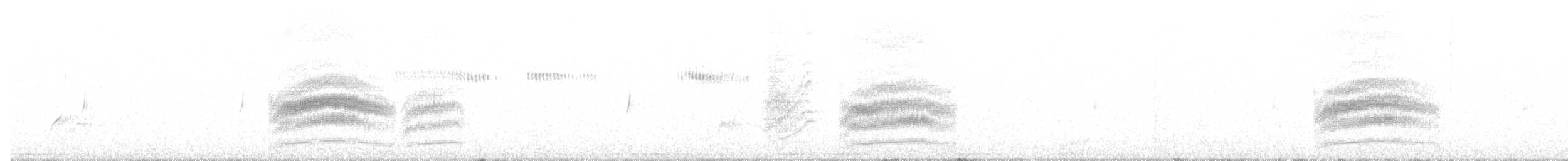 Тауї плямистий [група maculatus] - ML621224563