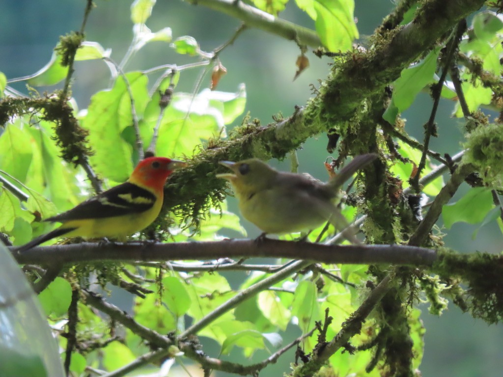 Western Tanager - ML621224564