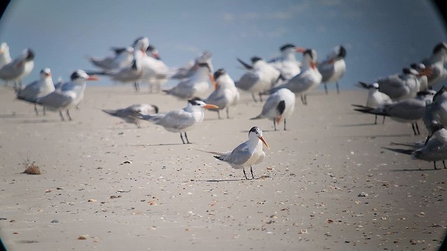 Elegant Tern - ML621224566